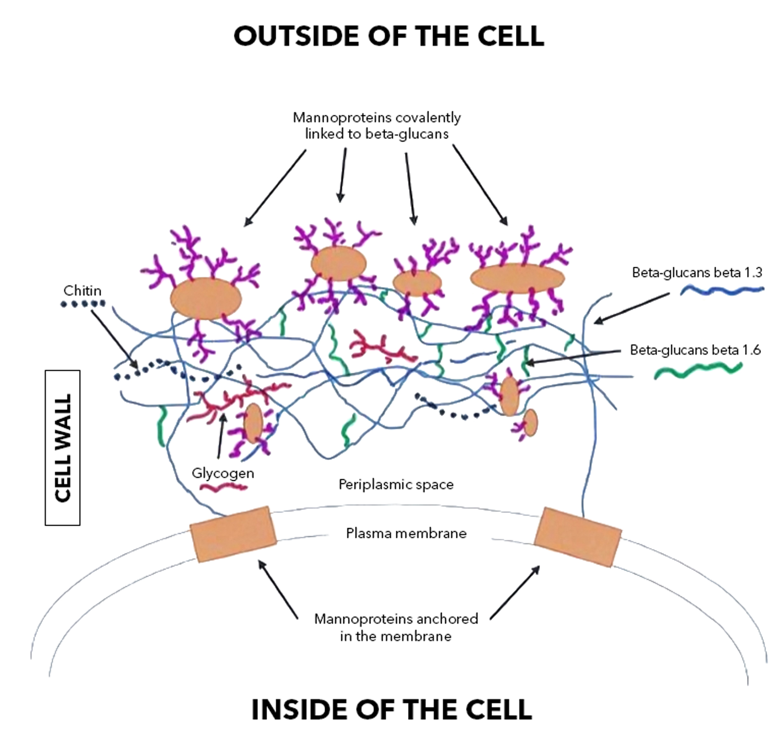 Structure of Yeast Cell Wall Mannoproteins, Beta-Glucans, and Chitin in Detail