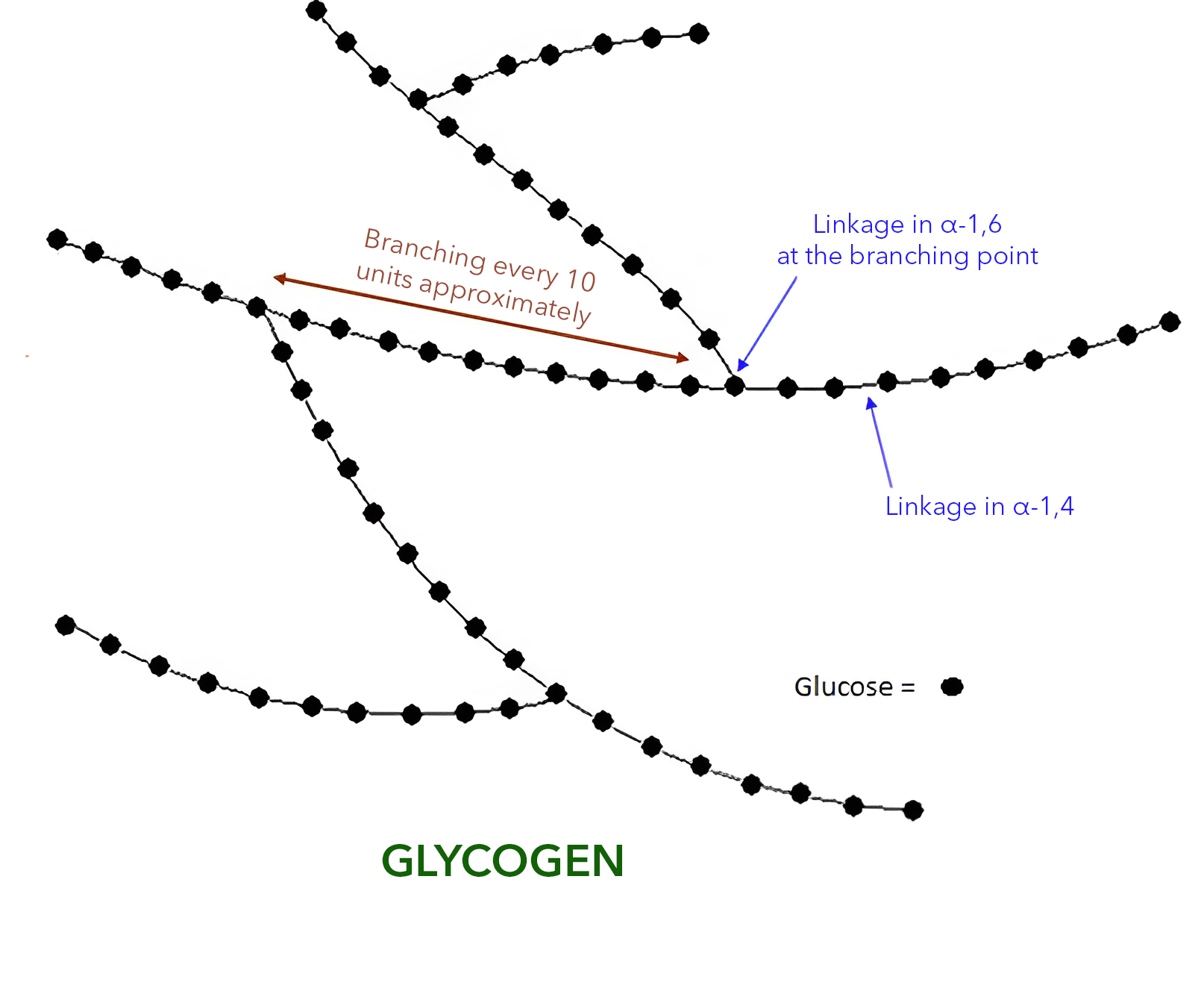 Glycogen Structure Diagram: α-1,4 and α-1,6 Linkages and Branching Points